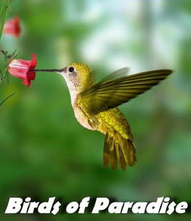 KH078 - Document - BBC Natural World  Birds of Paradise (2010) (1.5G)